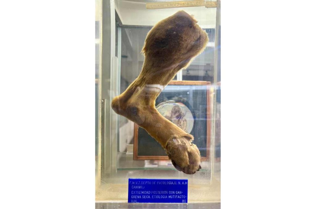 Casi nadie conoce este museo veterinario y es el más grande de América Latina 1