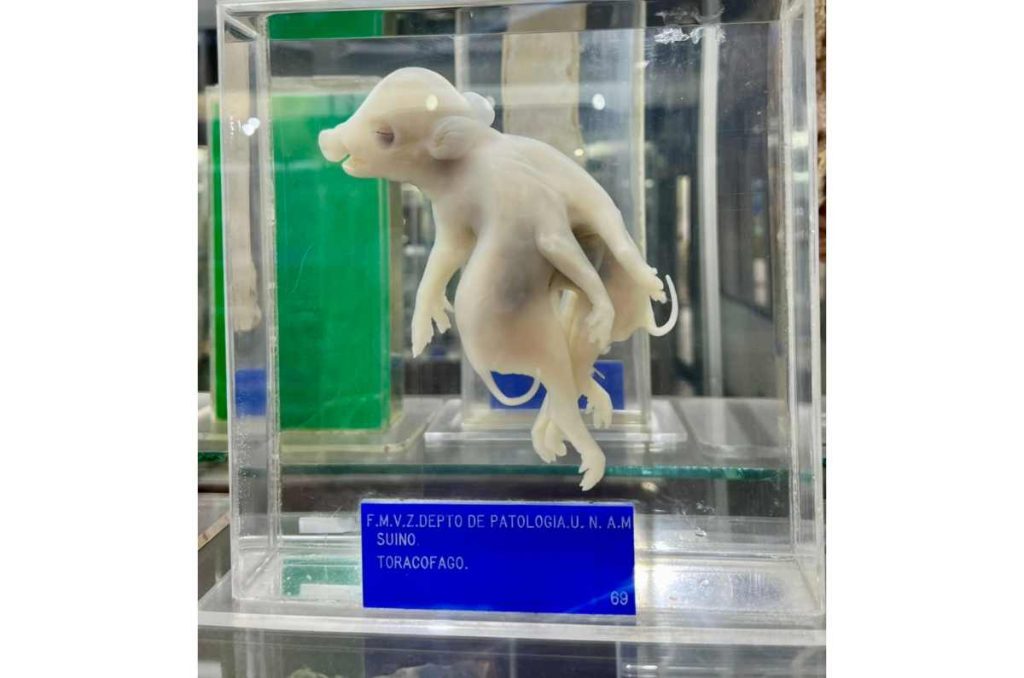 Casi nadie conoce este museo veterinario y es el más grande de América Latina 2
