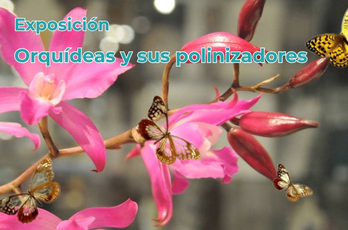 Explora el mundo secreto de las orquídeas en una expo gratis en Iztapalapa