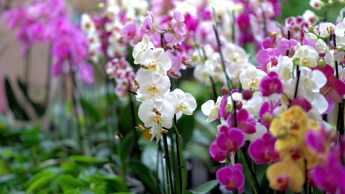 Orquídeas y polinizadores, exposición en Iztapalapa