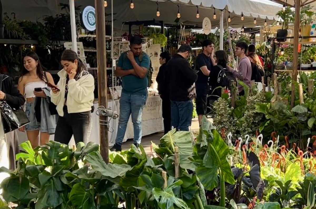 Plant Fest CDMX 2025: el bazar para los amantes de las plantas y flores