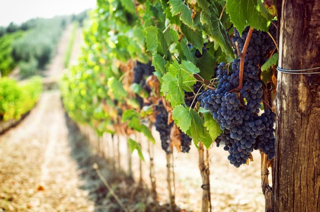 ¿Un nuevo Ensenada? Conoce el pueblo colonial de vino a solo 2 horas de la CDMX 1