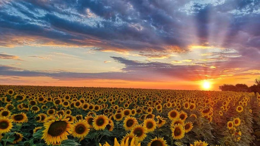 sembradíos de girasoles