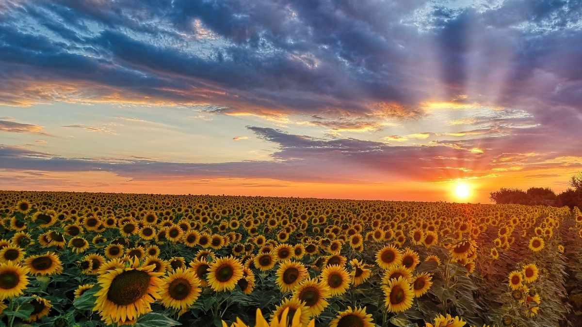 santuario-de-girasoles-1