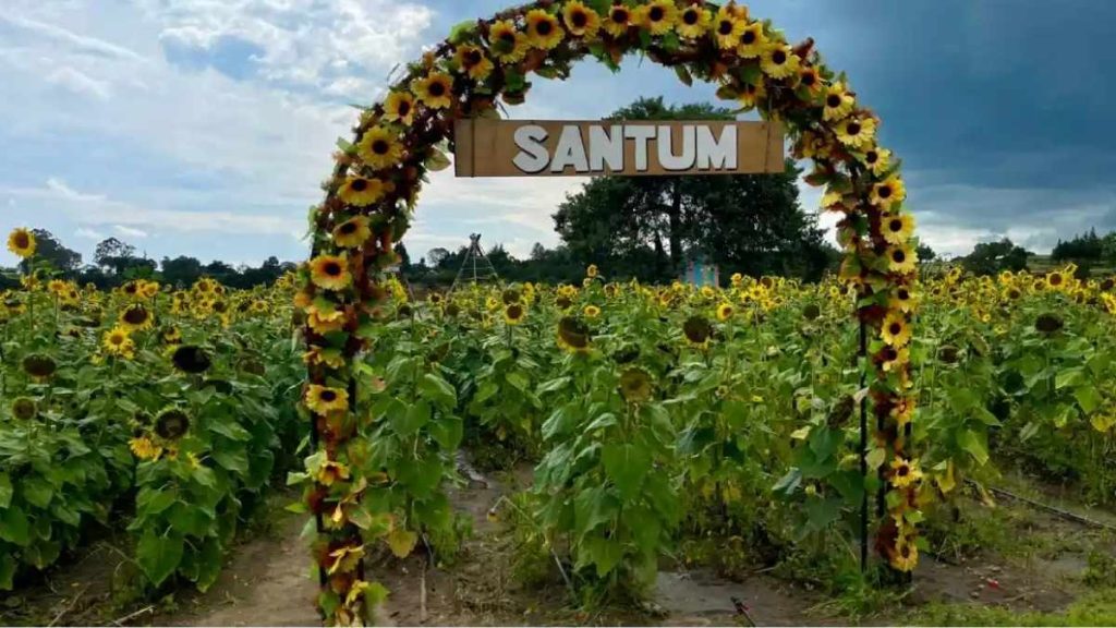 SANTUM el santuario de girasoles en Tlaxcala