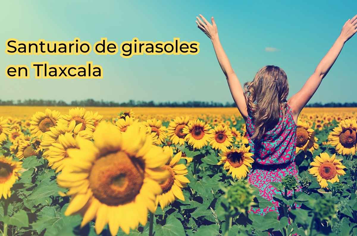 Date una escapada al Santuario de girasoles en Tlaxcala