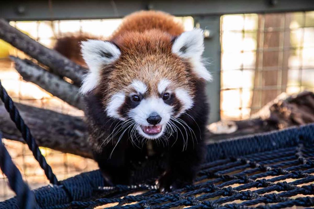 Toronto ofrece 6 experiencias ideales para niños: museos, zoológicos, mundos en miniatura, acuarios, naturaleza y un espectáculo de teatro.