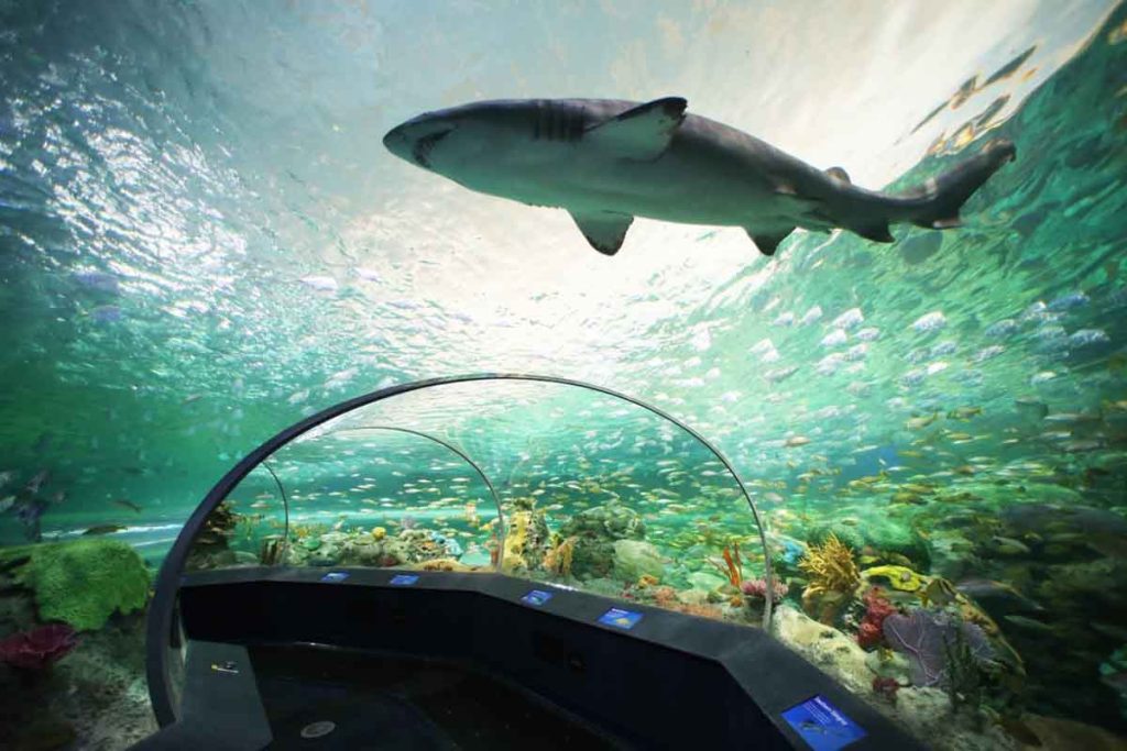 Toronto ofrece 6 experiencias ideales para niños: museos, zoológicos, mundos en miniatura, acuarios, naturaleza y un espectáculo de teatro.