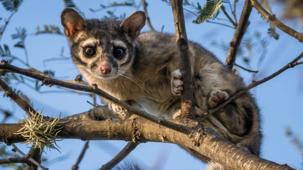 Cacomixtle: un mamífero de origen mexicano