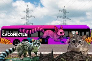 Trolebús Cacomixtle: una nueva ruta al sur de la CDMX