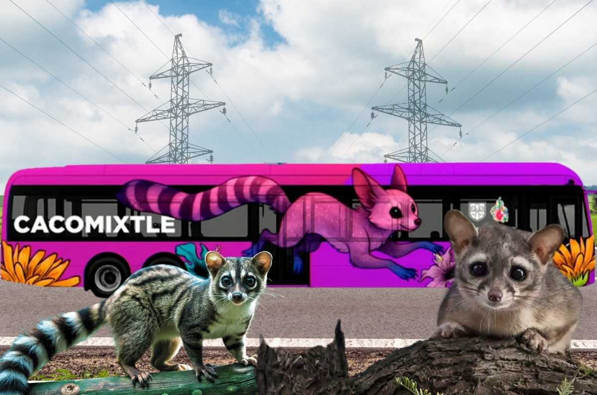 Trolebús Cacomixtle: una nueva ruta al sur de la CDMX