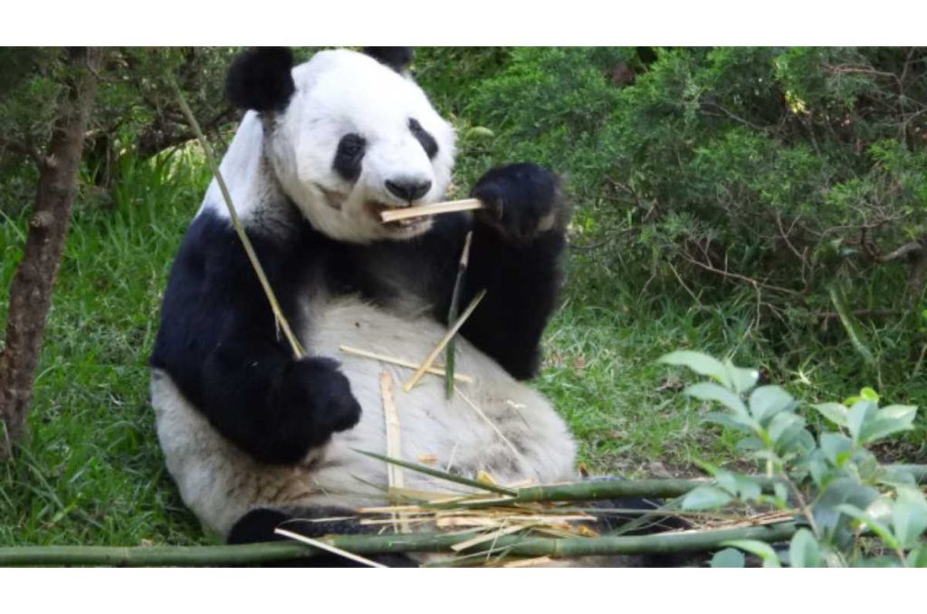 Participa en La Panda del Zoológico, la exposición artística por el cumpleaños de Xin Xin