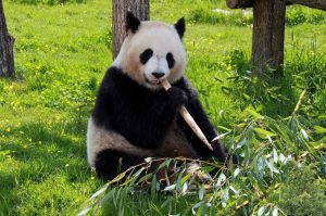 ¡Xin Xin cumple 35 años! Participa en la exposición del Zoológico de Chapultepec