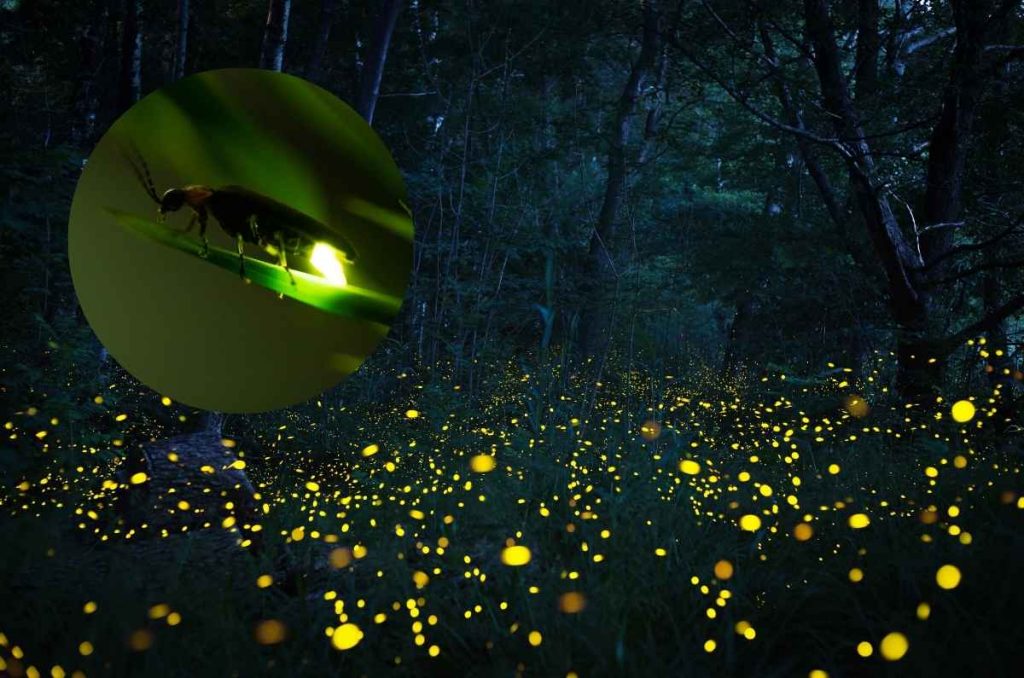 Dónde ver luciérnagas