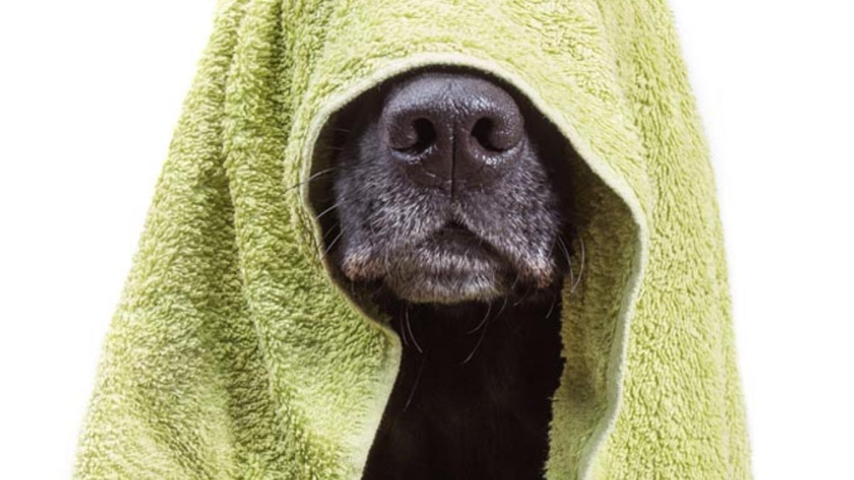 seca bien a tu mascota para evitar la humedad en su pelaje