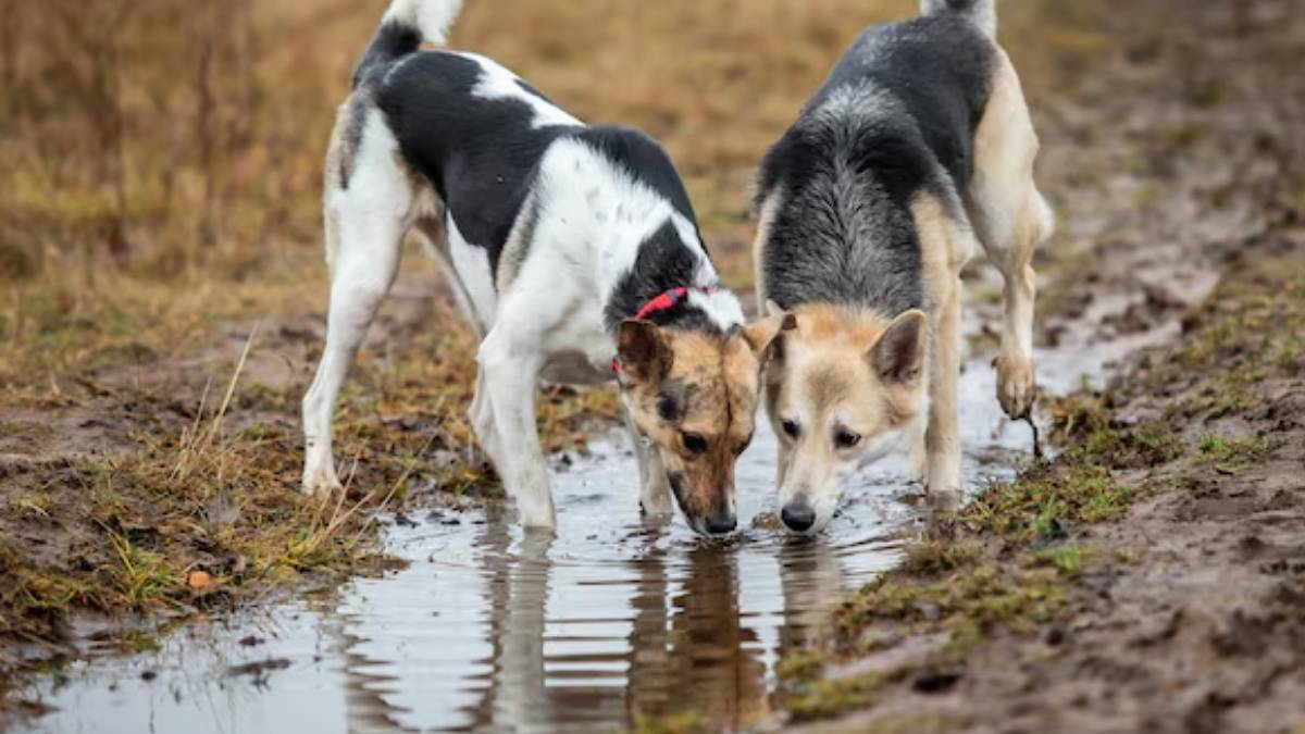 Los perros no deben de beber del agua encharcada