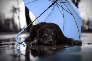 Cómo cuidar a los perros de la lluvia y prevenir enfermedades