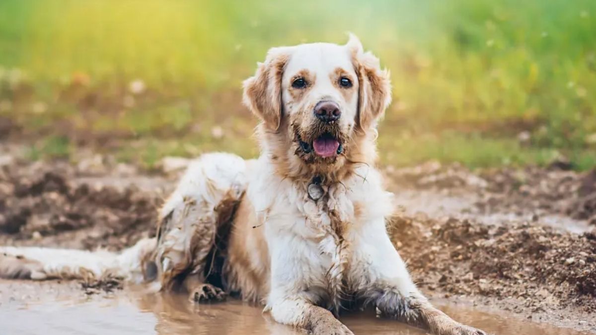 cuidar a los perros de la lluvia: Te contamos