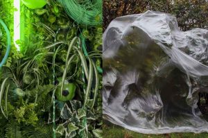 Desde el regazo de un pájaro: el MUAC propone nuevas formas de habitar la naturaleza