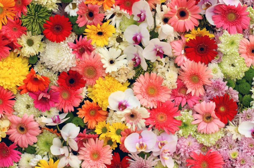 Esto es lo que sabemos sobre la 168ª Feria de las Flores en San Ángel 2025