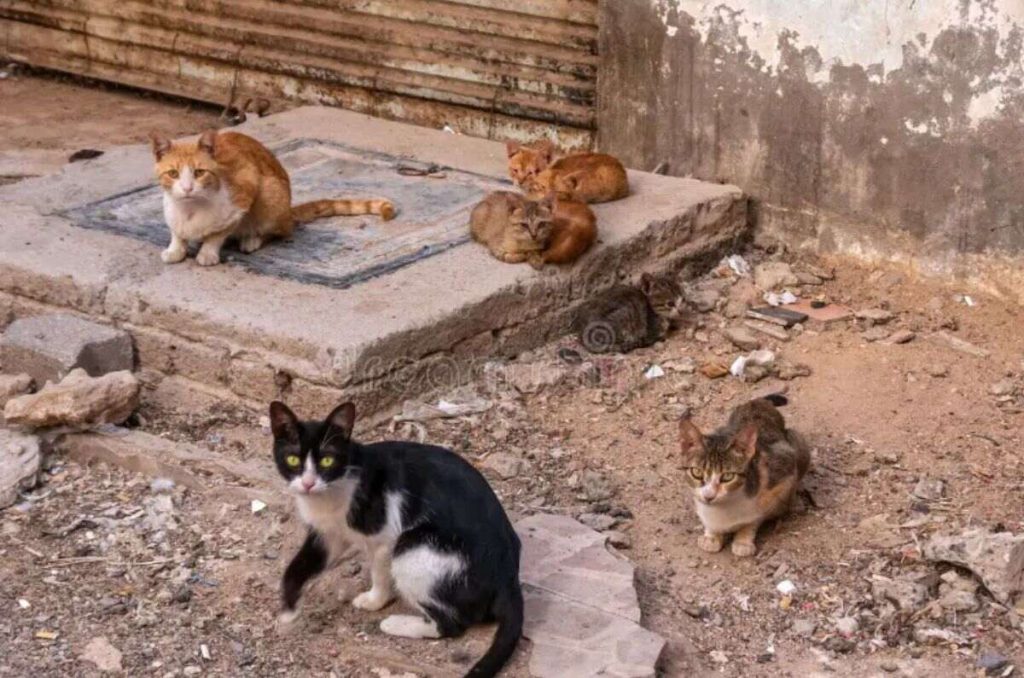 Albergues que salvan vidas: así ayudan a los perritos callejeros durante las lluvias 1