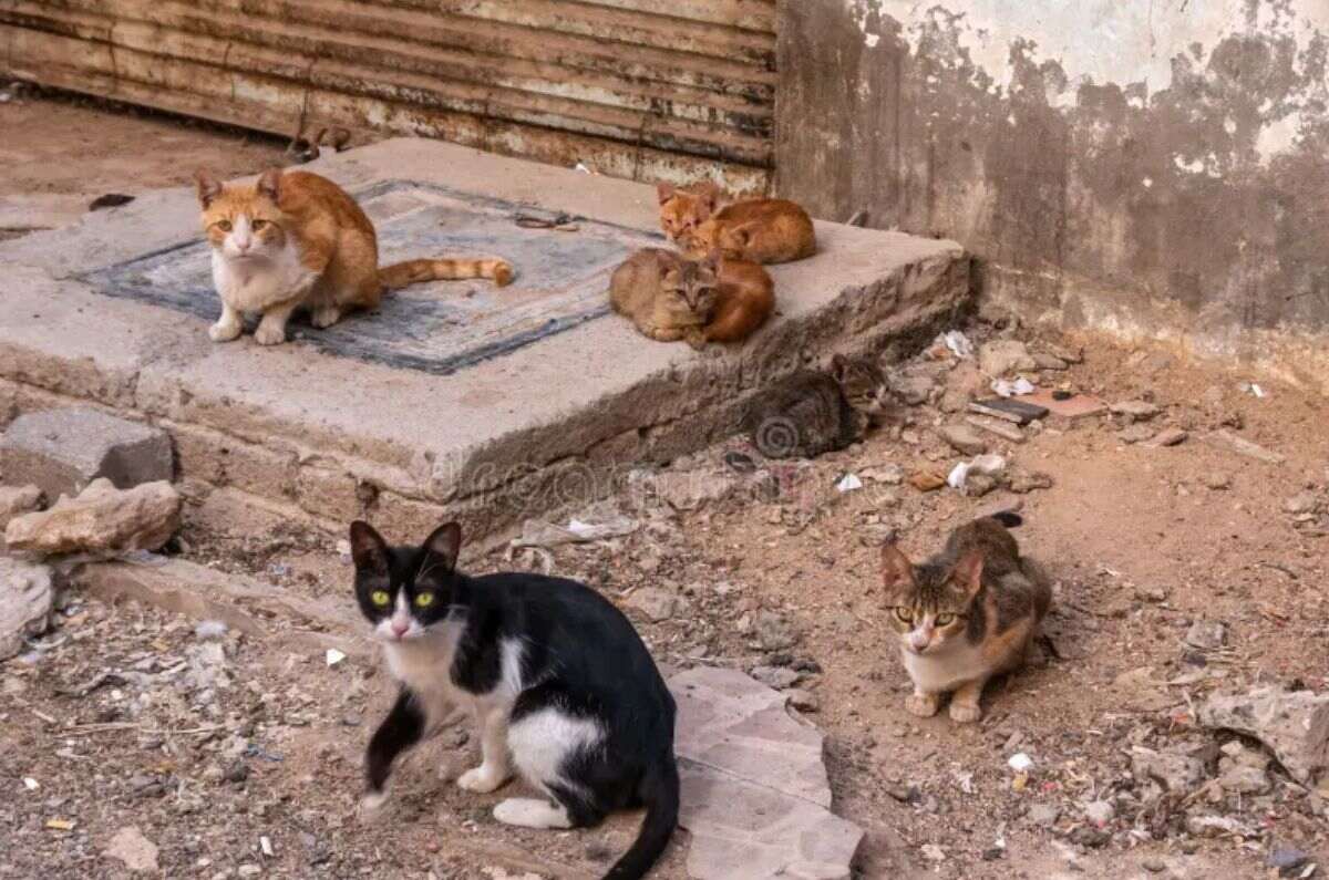 gatitos-refugio-oaxaca-1