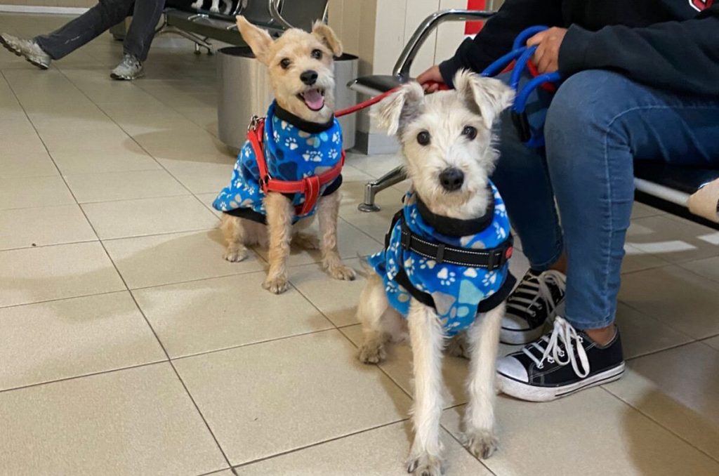 Jornada de vacunación animal gratuita en CDMX