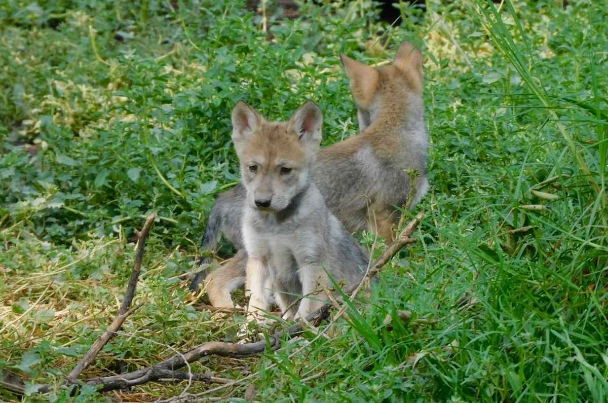 Crías de Lobo Mexicano