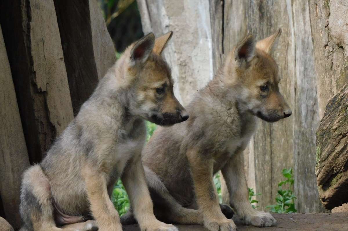 La biodiversidad animal festeja la llegada de las Crías del Lobo Mexicano