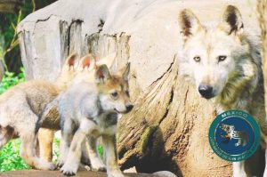 ¡La biodiversidad mexicana resiste! Nacen 4 crías de Lobo Mexicano en El Zoológico de Aragón