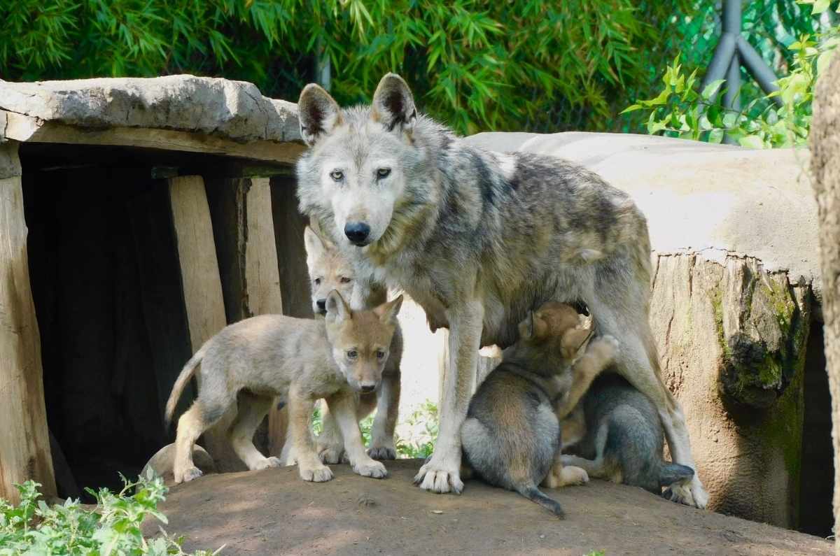Nacen 4 crías del Lobo Mexicano en el Zoológico de San Juan de aragón