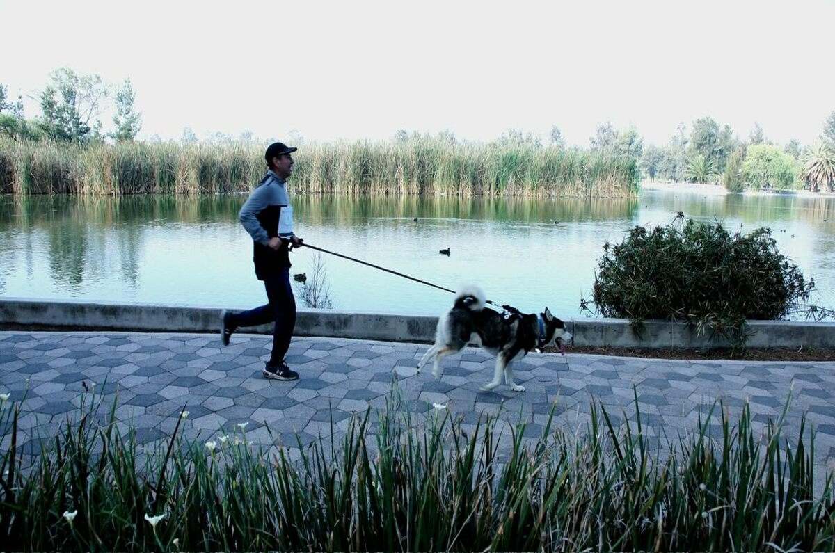 Lomitos en Acción 5K: Corre, trota o camina con tu perrhijo en esta carrera de CDMX