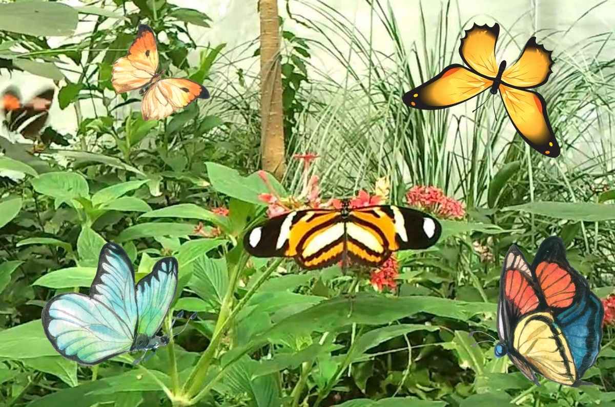 Mariposas de cientos de formas y colores