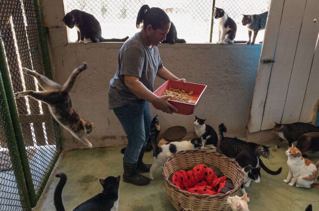 Mejores pensiones para perros y gatos segun profeco