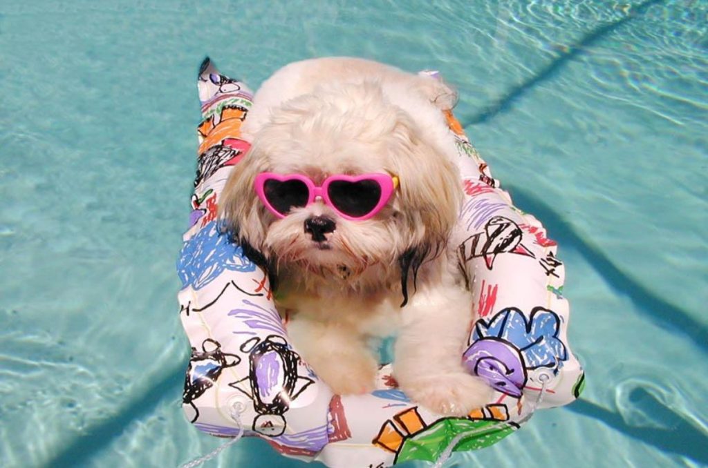 ¡Perritos a la alberca! Por $50 Vive una pool party con tu lomito en CDMX 0