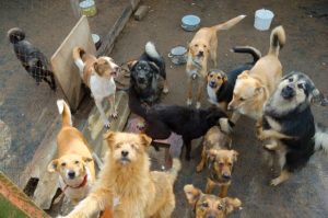 Albergues que salvan vidas: así ayudan a los perritos callejeros durante las lluvias