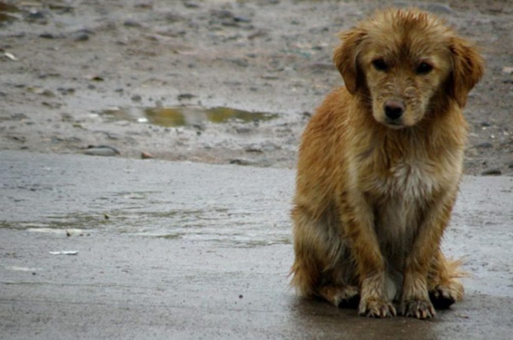 Albergues que salvan vidas: así ayudan a los perritos callejeros durante las lluvias 0