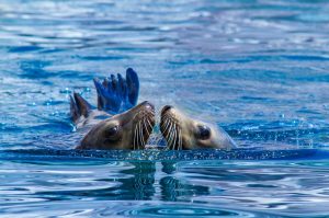 ¡Ya es un hecho! México prohíbe espectáculos con mamíferos marinos