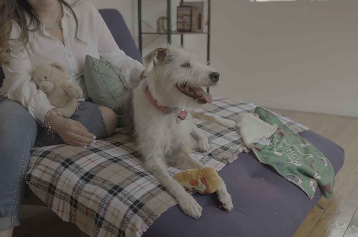 ¡Gran Noticia! Los empaques de croquetas Purina ahora son 100% reciclables