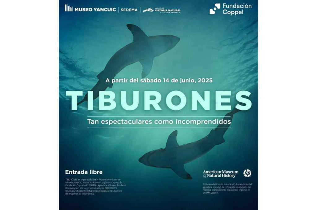 Tiburones: la fascinante exposición gratuita que llega desde Nueva York al Museo Yancuic