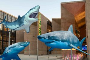 Tiburones: la fascinante exposición gratuita que llega desde Nueva York al Museo Yancuic