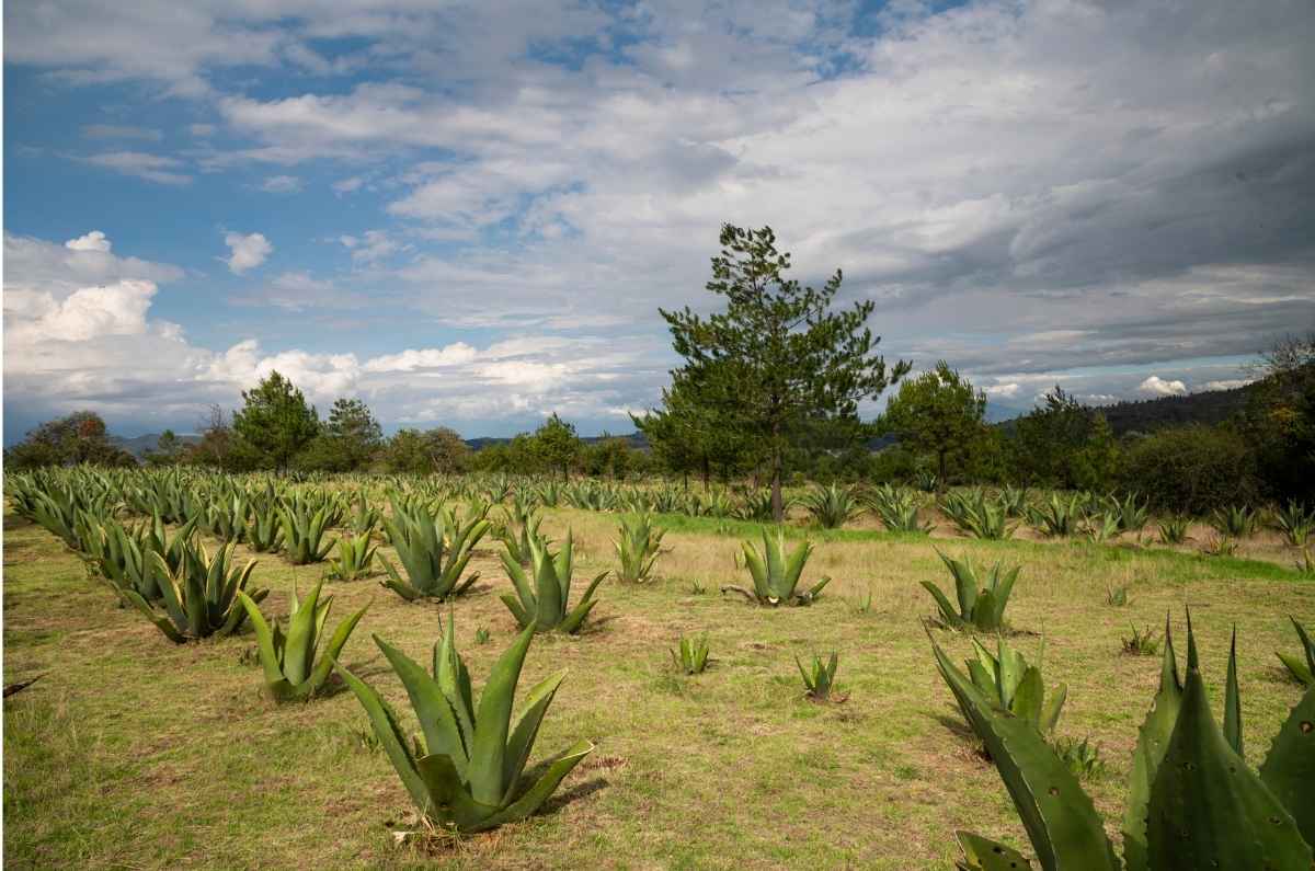 Foto: Danto Solano