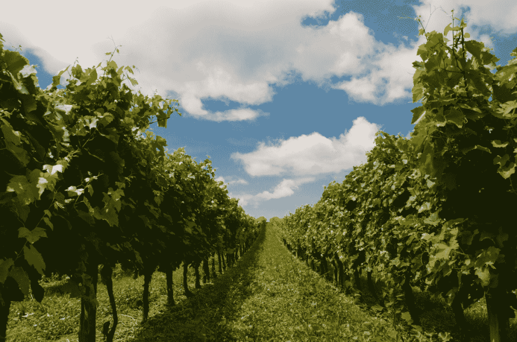 ¡Comienza la Temporada de Vendimias 2025 en Querétaro! Pisa uvas y conoce viñedos increíbles 3