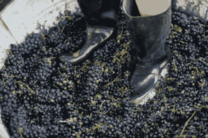 ¡Comienza la Temporada de Vendimias 2025 en Querétaro! Pisa uvas y conoce viñedos increíbles