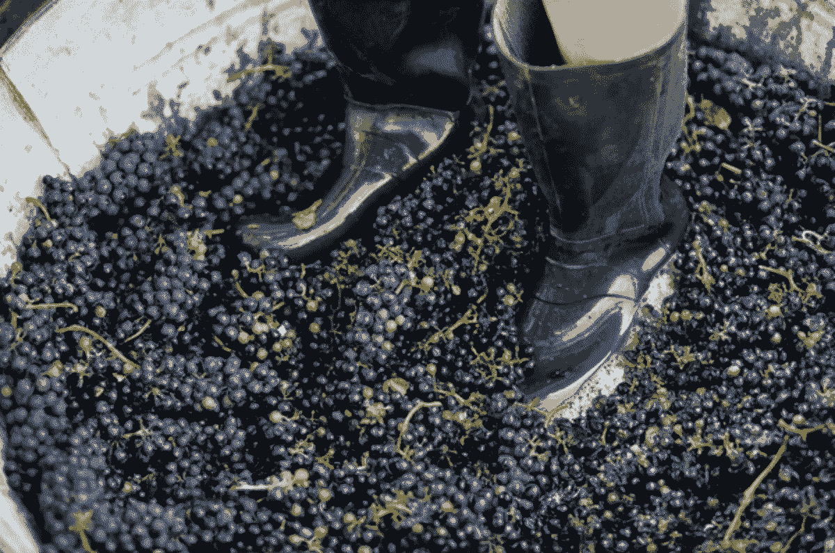 ¡Comienza la Temporada de Vendimias 2025 en Querétaro! Pisa uvas y conoce viñedos increíbles