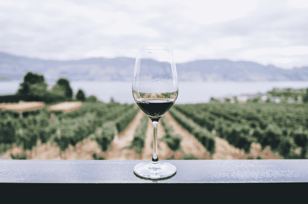 ¡Comienza la Temporada de Vendimias 2025 en Querétaro! Pisa uvas y conoce viñedos increíbles 2