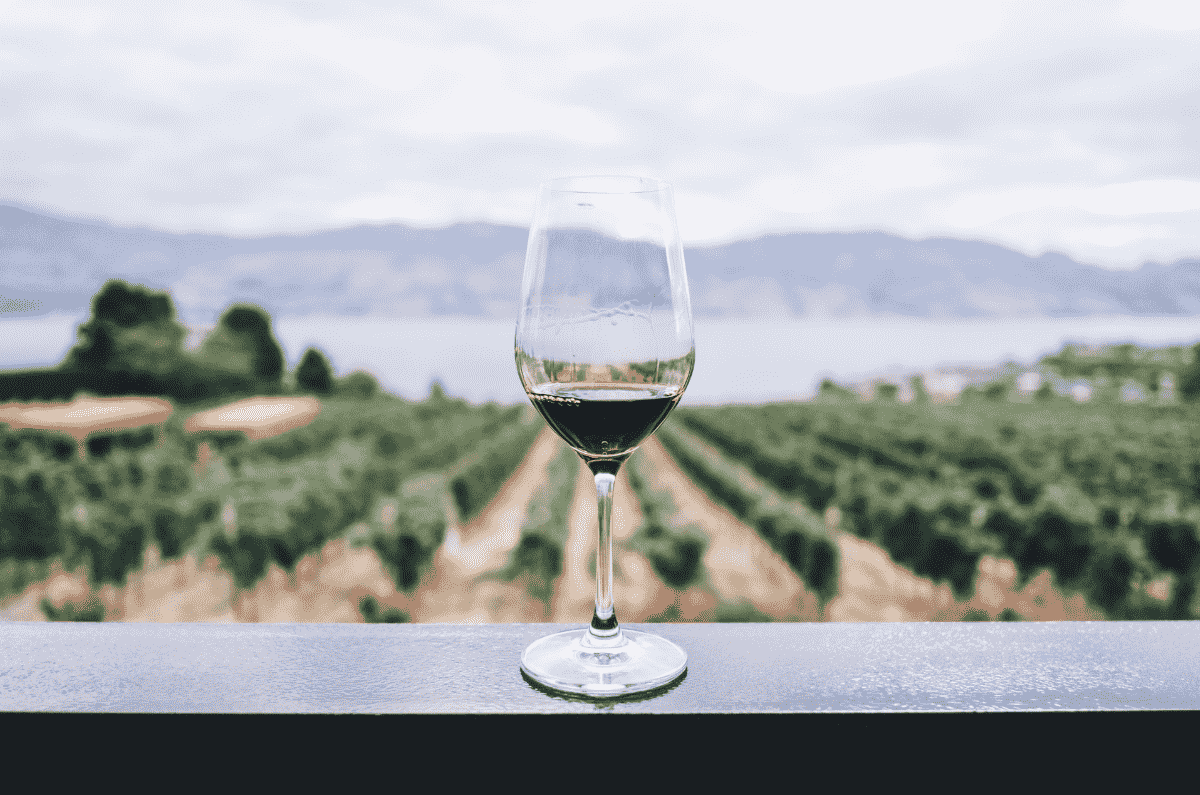vinedos-uvas