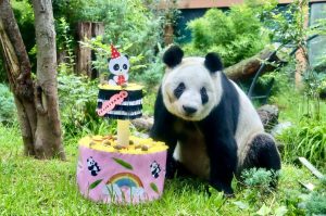 Asiste al cumpleaños de Xin Xin en Chapultepec: habrá pastel, talleres y más ¡GRATIS!