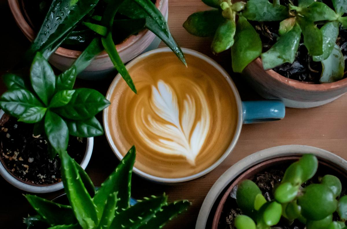 5. The Workshop Garden 