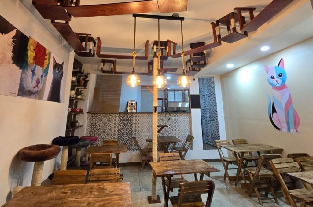 Visita 7 Vidas, el nuevo cat café de Santa María la Ribera